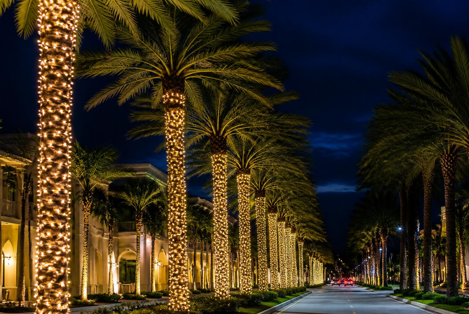 Palm trees wrapped in warm white holiday lights along a South Florida driveway at night
